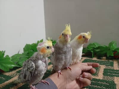 home raised cocktail parrot chicks
