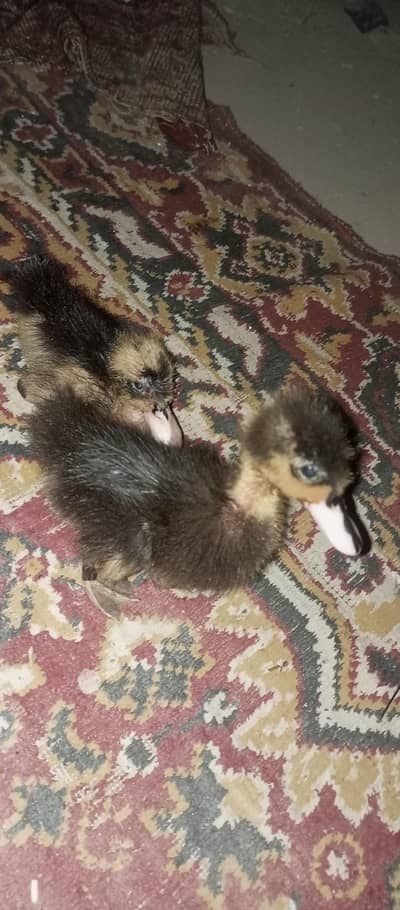 ducklings playful for kids