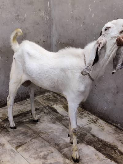 Donday Bakray for Sale