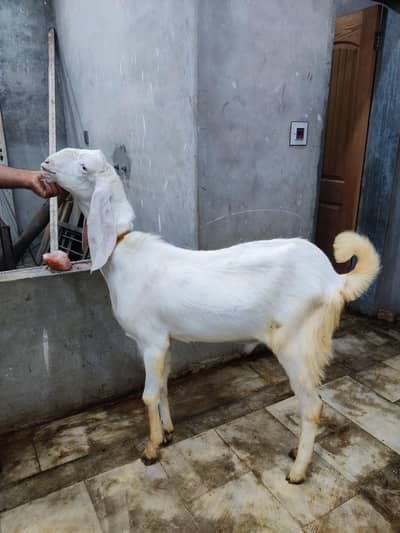 Donday Bakray for Sale