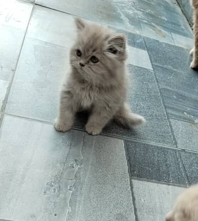 Triple coated Persian kittens/ Persian cat/ Persian kitten