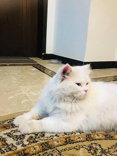 perssion cat