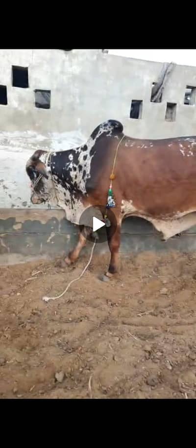 cow for sale