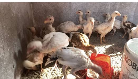 "2 Months Old Aseel Male Chicks - Healthy & Active"