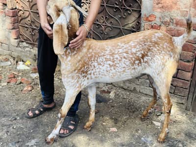 2 dant for sale. 03134255288