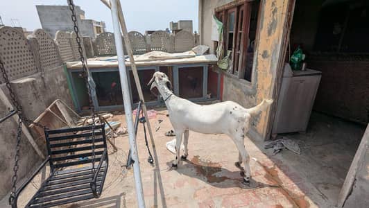Pure Desi breed ma ha Bakra do dnat ma