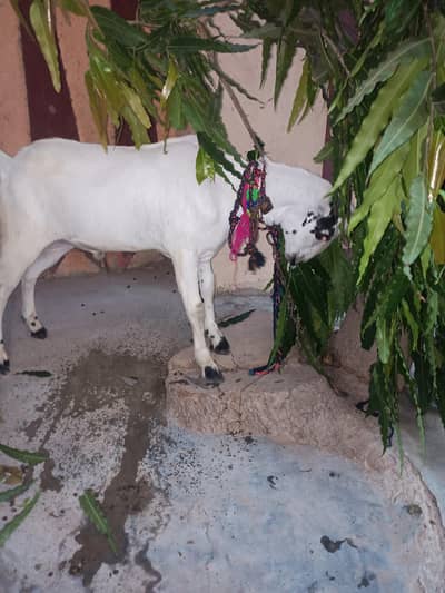 Qurbani k bakre