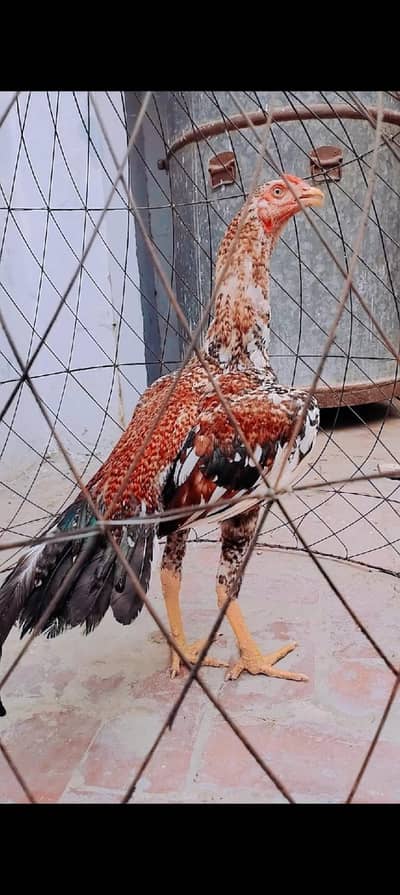 I am selling my pure red cheena aseel  patha and others birds