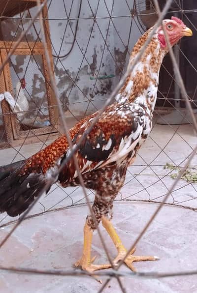 I am selling my pure red cheena aseel  patha and others birds