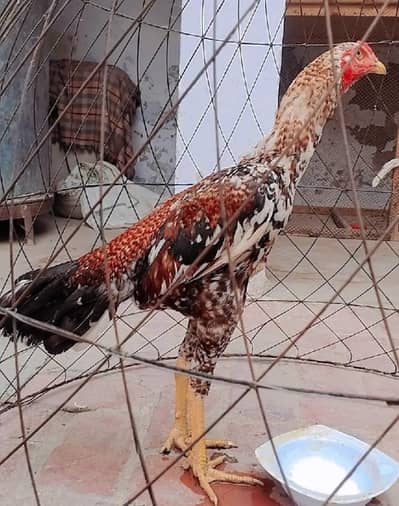 I am selling my pure red cheena aseel  patha and others birds
