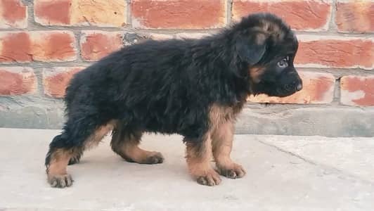 long hair puppies