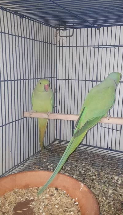 Ringnack breeder pair available