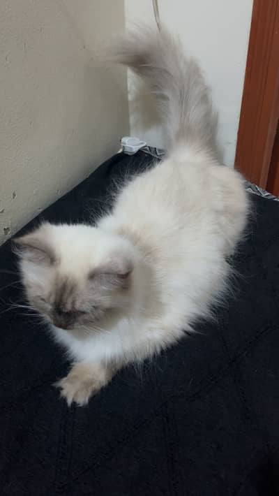 Himalayan Female