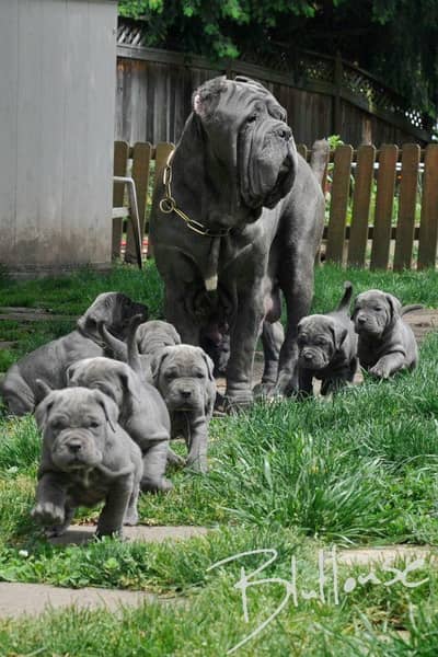 Neapolitan mastiff puppies and all imported breeds available