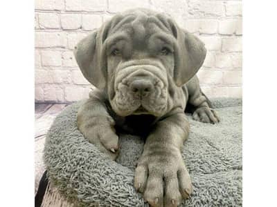 Neapolitan mastiff puppies and all imported breeds available