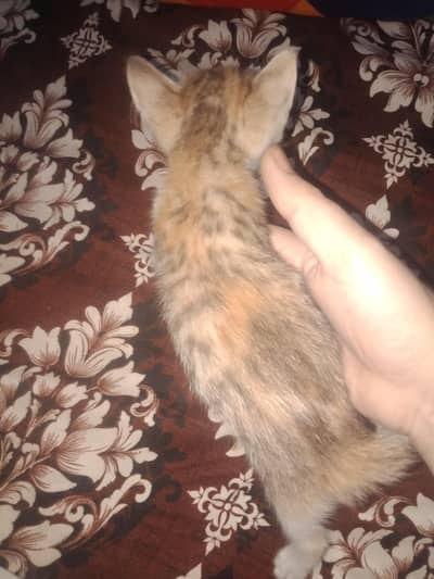 kittens for sale