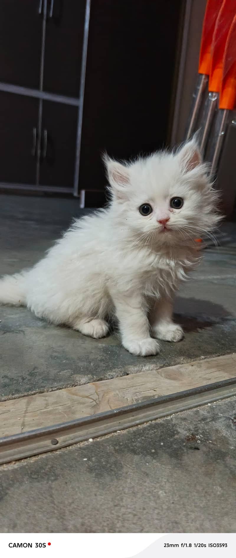Rag doll cat 0