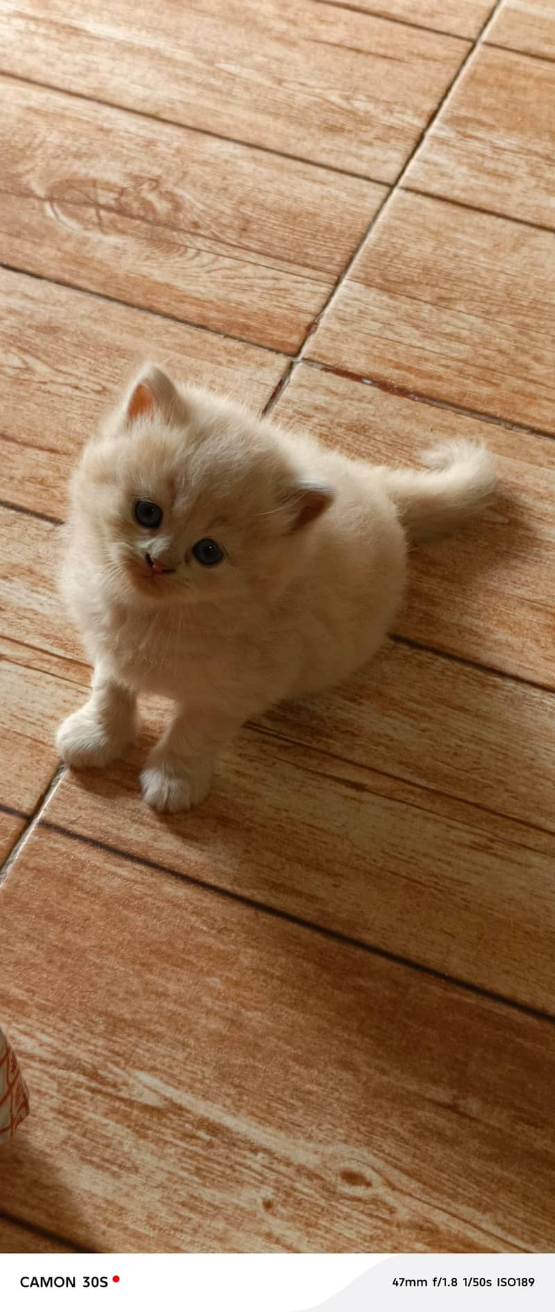 Rag doll cat 1