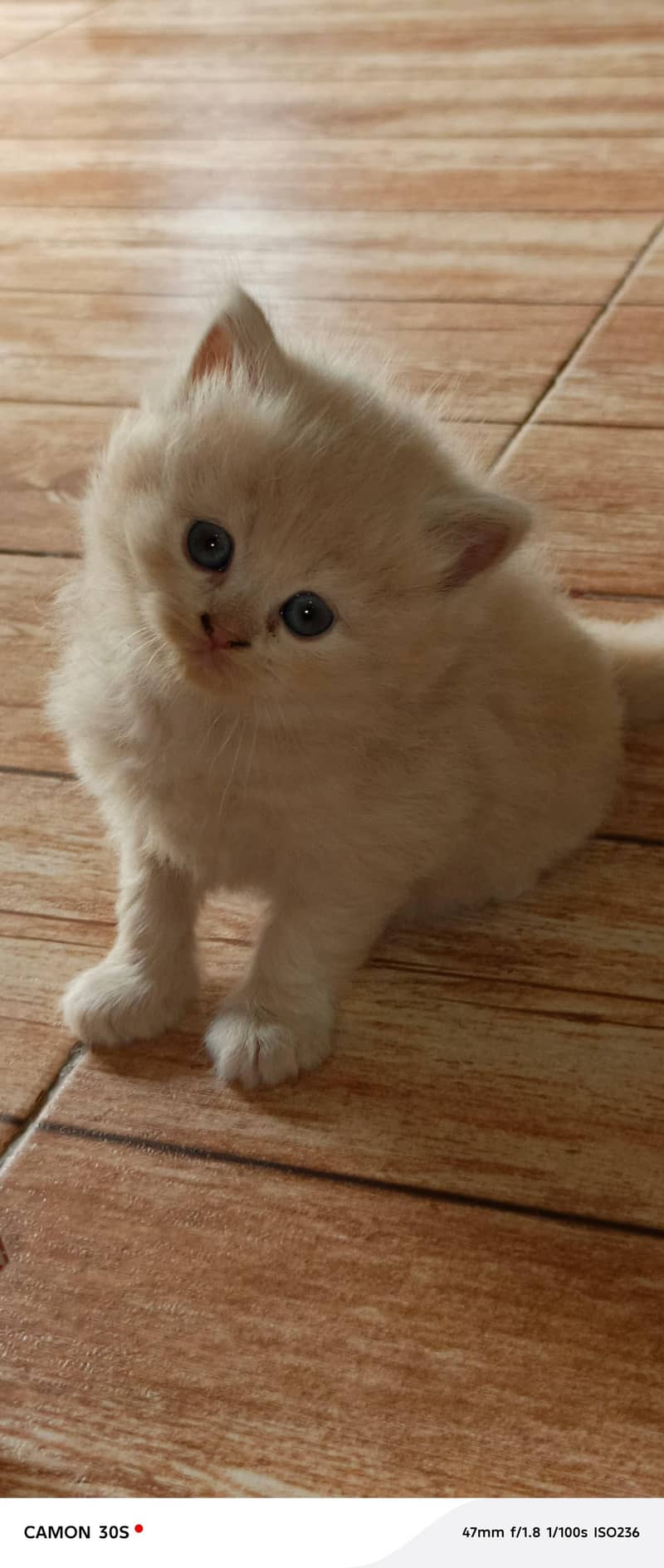 Rag doll cat 2