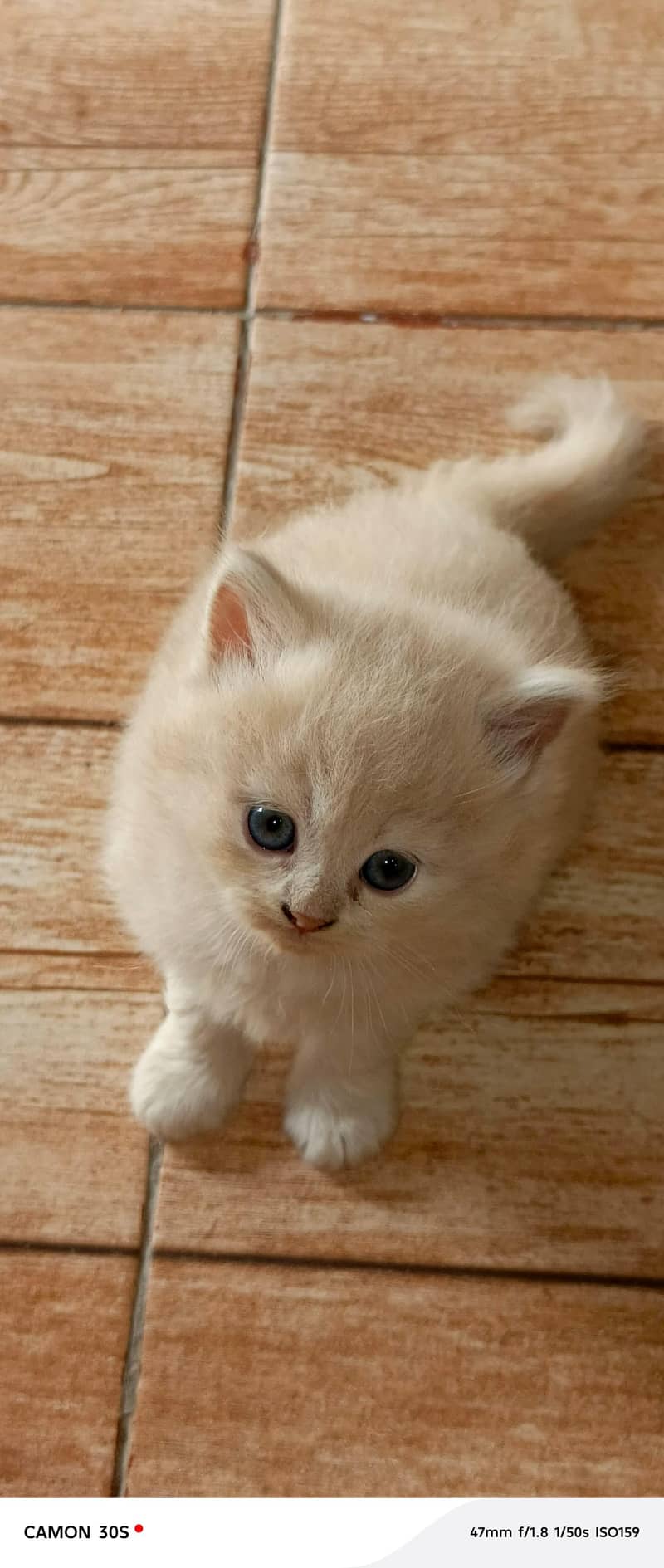 Rag doll cat 3