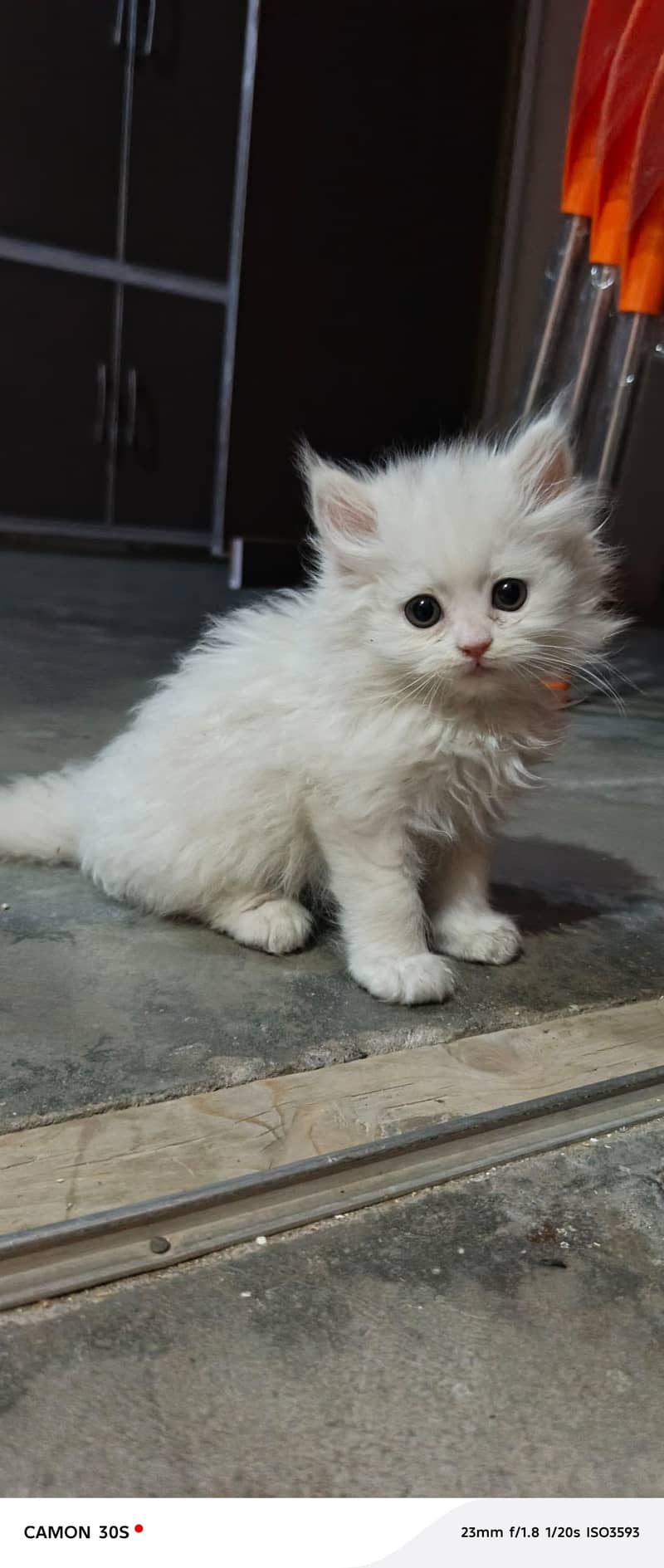 Rag doll cat 4