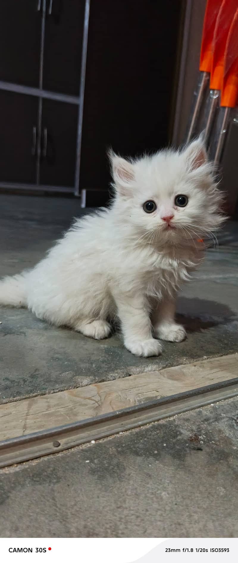 Rag doll cat 5
