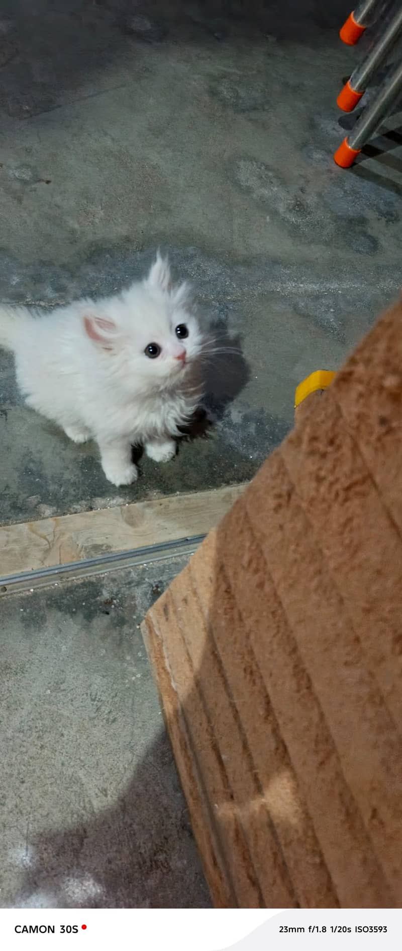 Rag doll cat 6