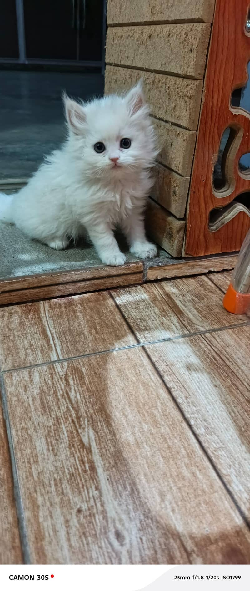 Rag doll cat 7