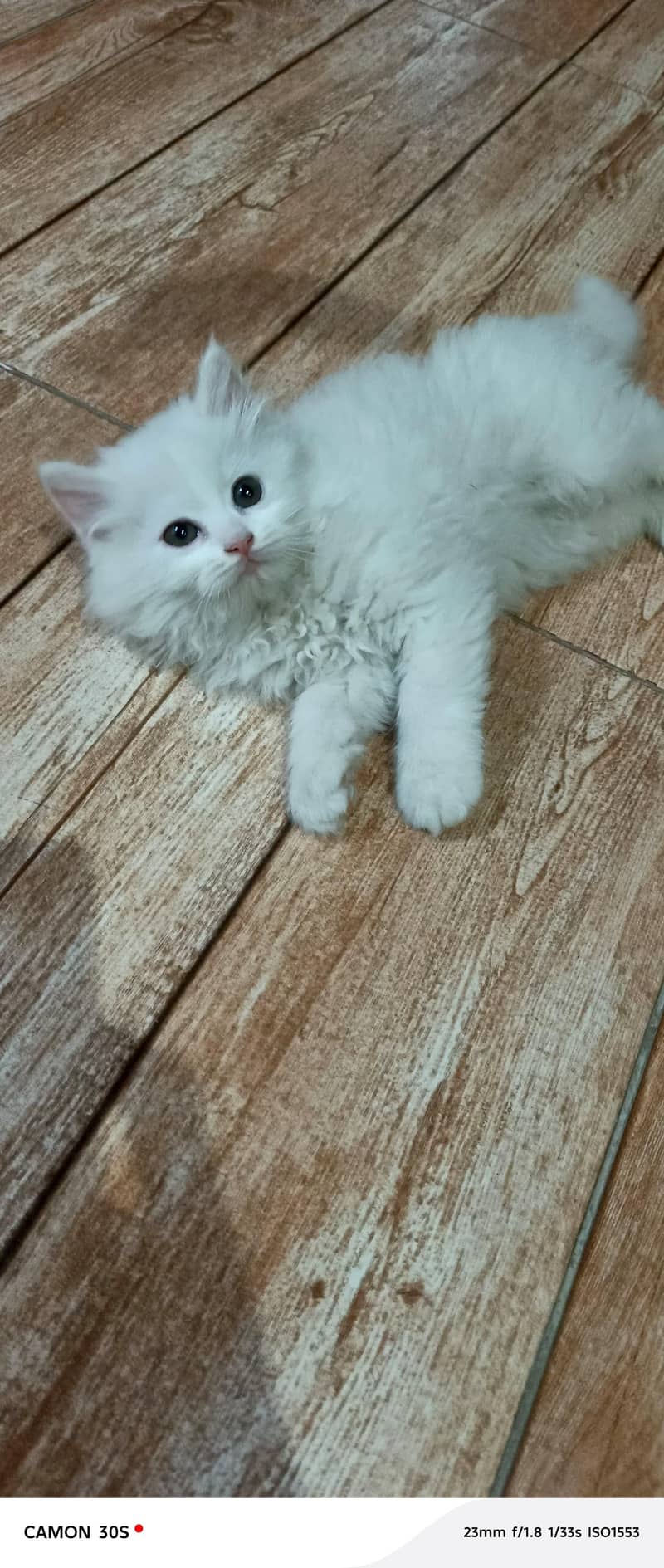 Rag doll cat 8