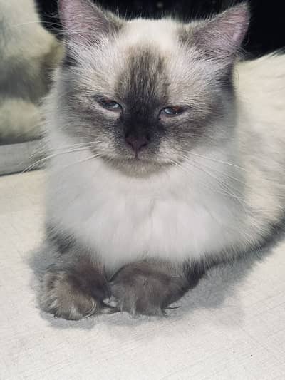 Himalayan Female