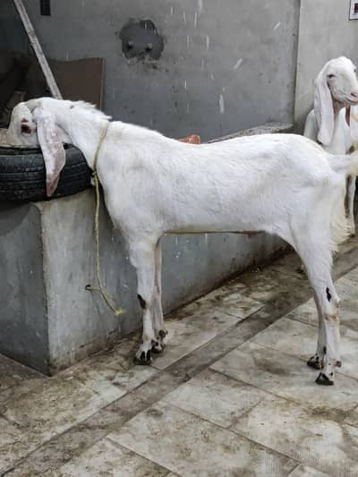 Donday Bakray For Sale