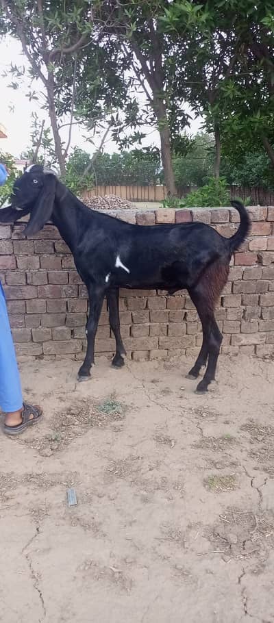 Beautiful Desi Bakra in Lahore in low price