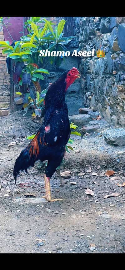 Shamoo Aseel for sale