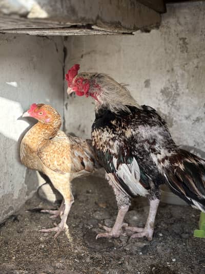 Aseel breeder pair with eggss