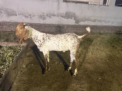 Desi bakry