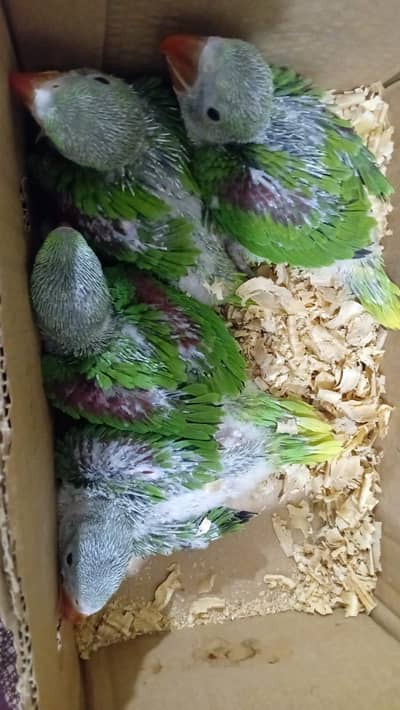Kashmeri Raw Parrots wild life Retisterd