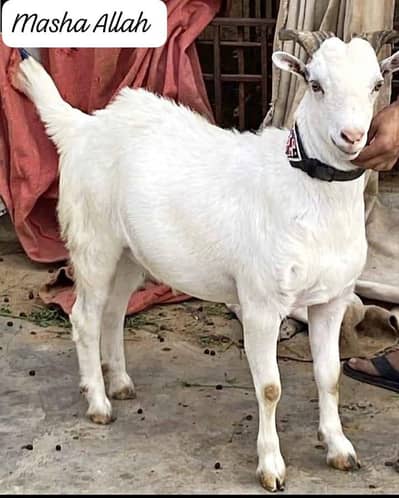 bakray for Sale