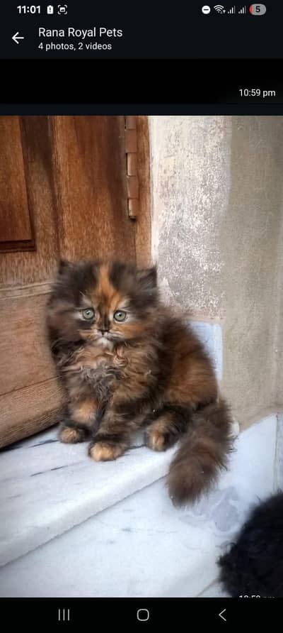 4 beauties available 2 male 2 female