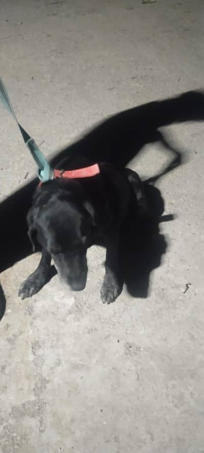 Biligian &labraDog fr sale 2 male 1 female detail pn whtsap