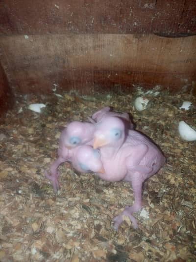 parrot