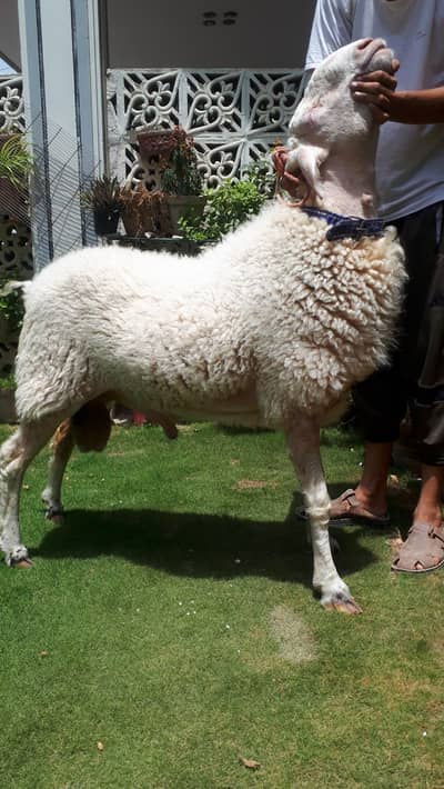 dumba | Gulabi | Sheep | dhumba | gulabi Jambo size | bakra | Goat