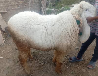 2026 ki qurbani ke liye do kajle behtarin Jori