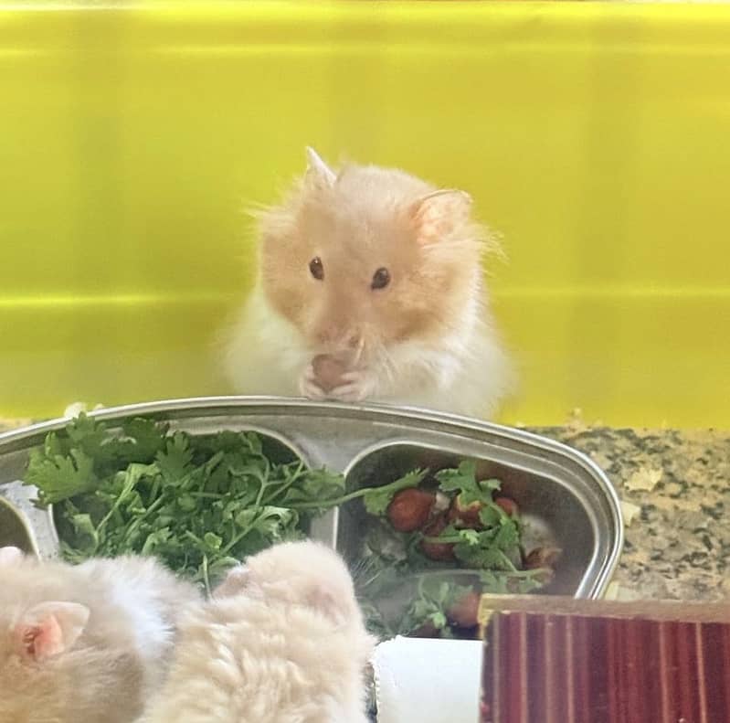 Hamster 1