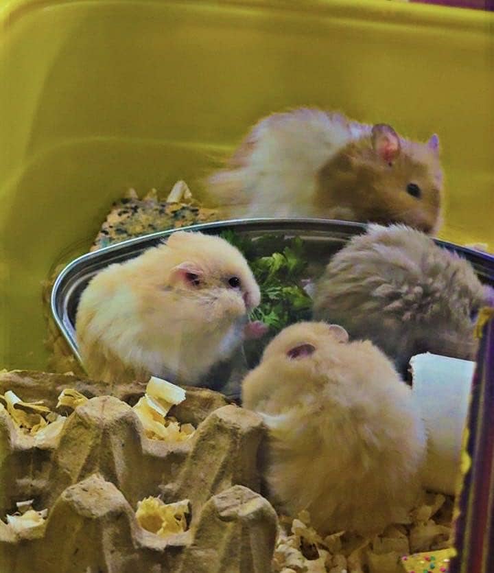 Hamster 2