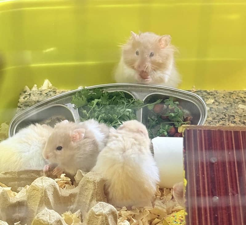 Hamster 3