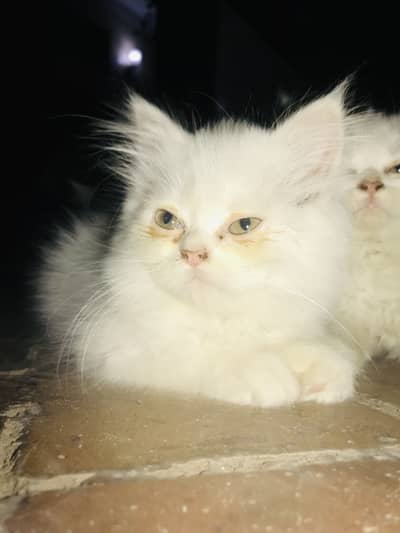 cat for sale