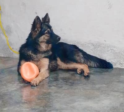 German shepherd triple Court female