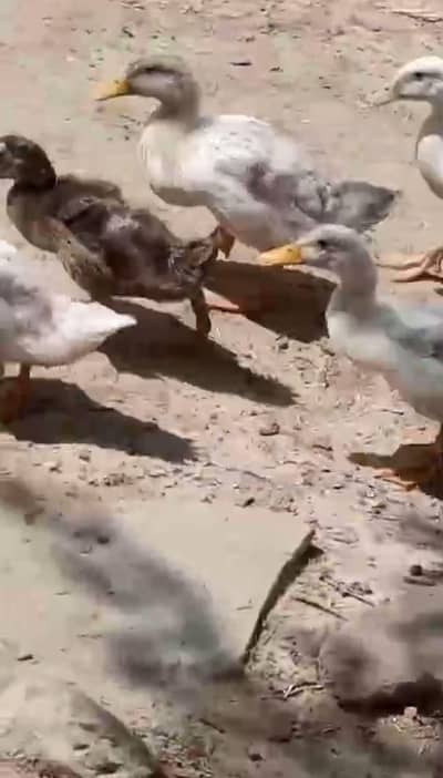 Desi ducks 8 chicks and Breeder pair