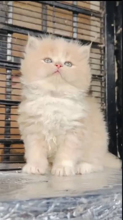 Persian kittens triple coat pair  for sale contact whatsap 03272449066