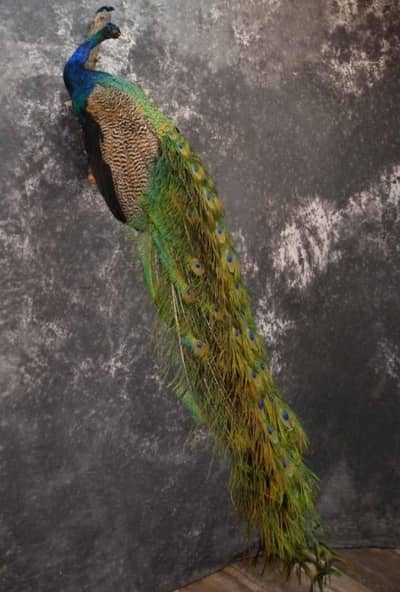 stuffed peacock taxidermy black shoulder peacock male